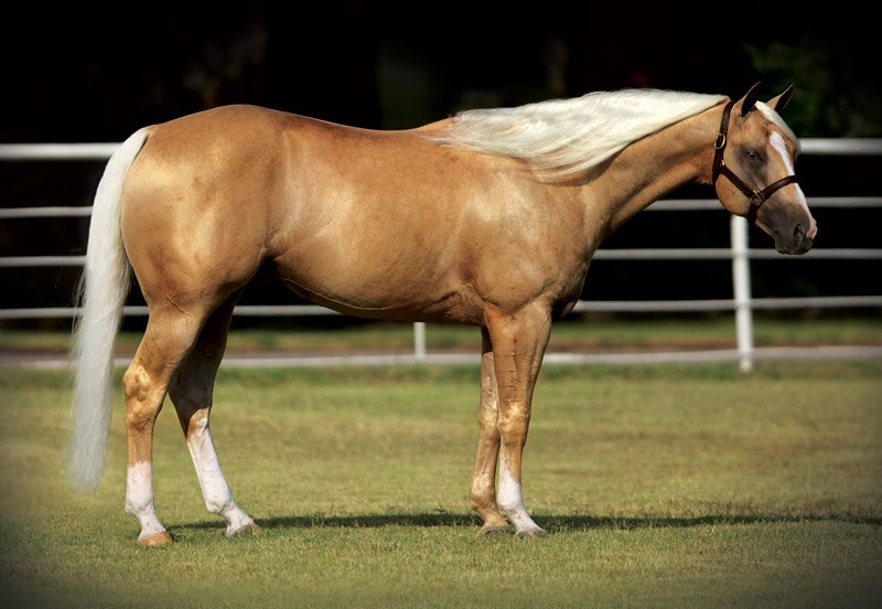A Shiner Named Sioux, palomino reining stallion by Shining Spark out of a Doc O'Lena mare