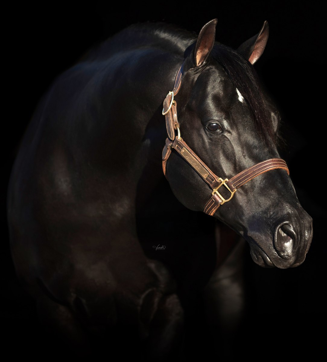 A Vintage Smoke, black reining stallion by A Sparkling Vintage