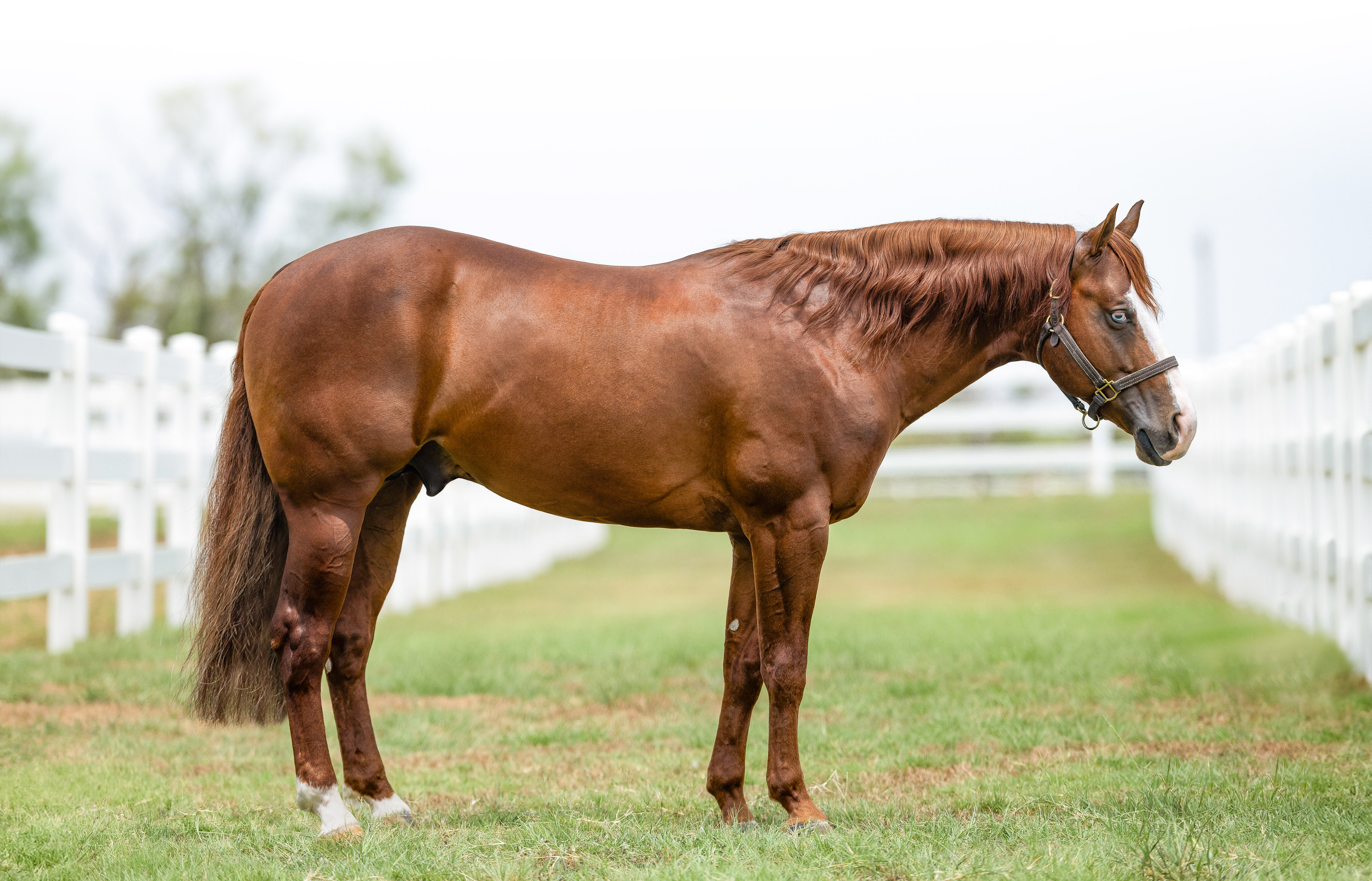 All Nite Partier, sorrel reining stallion by Gunners Special Nite