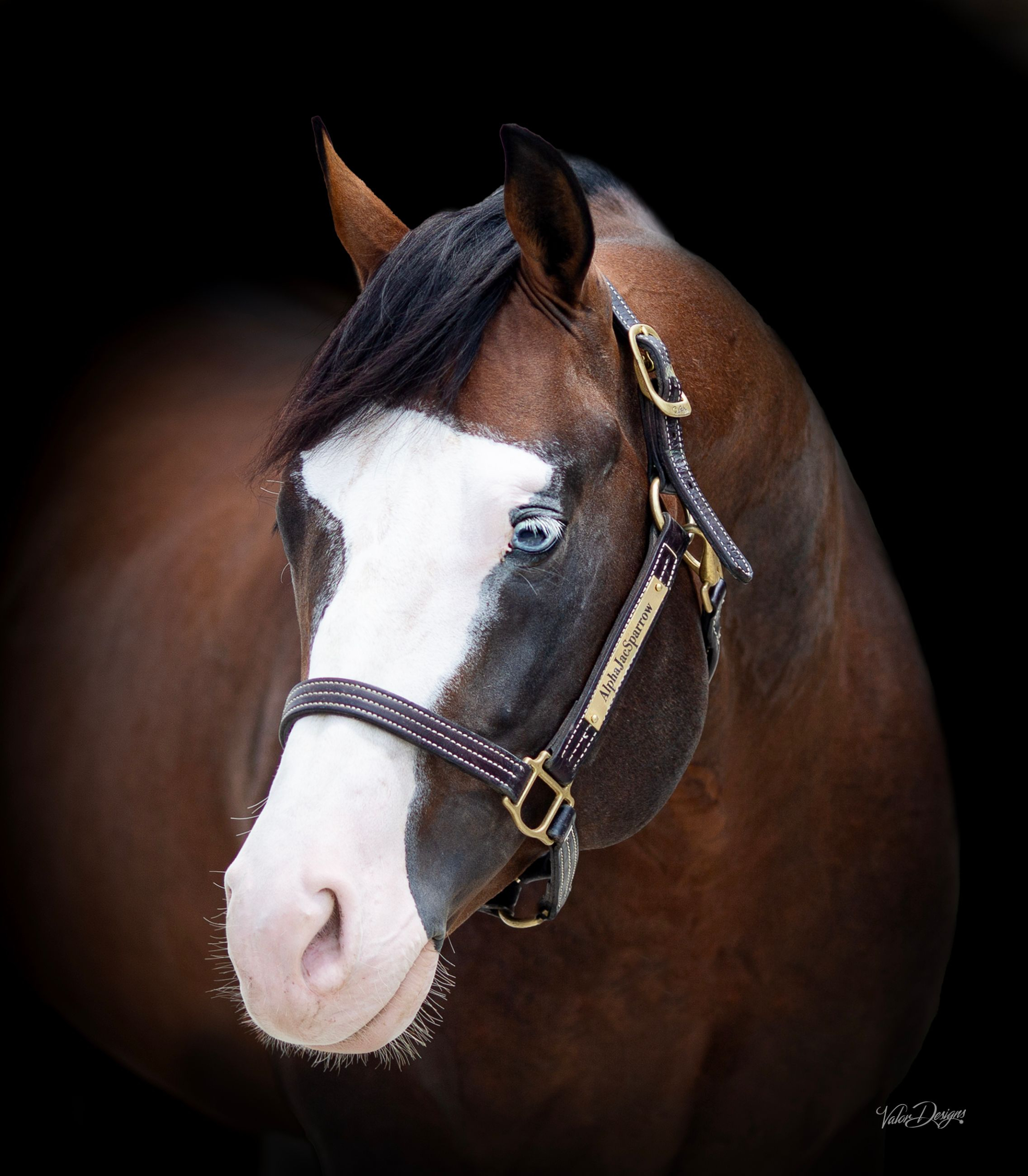 Alpha Jac Sparrow, bay reining stallion by Spooks Gotta Whiz