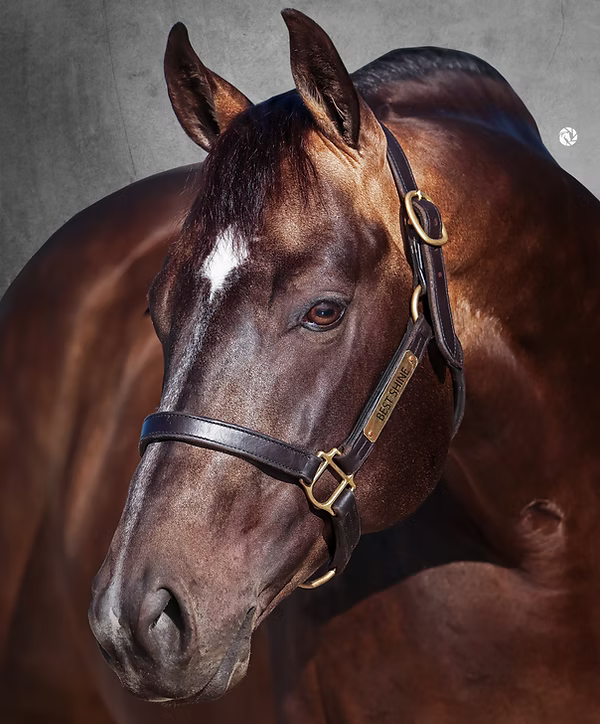 Best Shine, buckskin reining stallion by Shine Chic Shine out of a Custom Crome mare