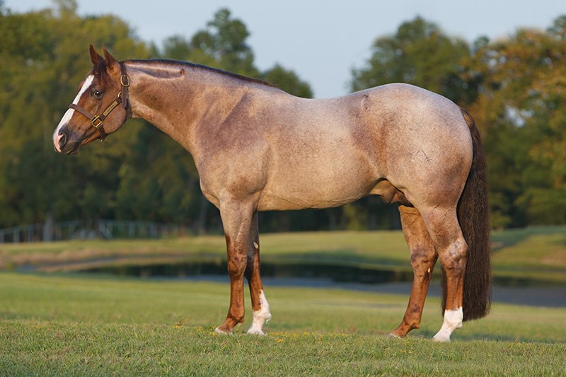 Blind Sided, red roan reining stallion by Peptoboonsmal out of a Shining Spark mare