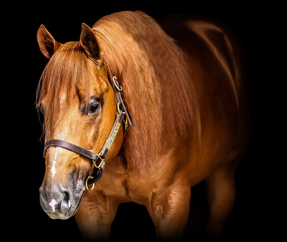 Blo Gun, sorrel reining stallion by Colonels Smoking Gun