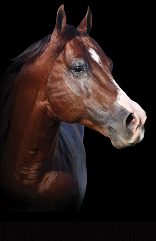 Boom Shernic, sorrel reining stallion by Boomernic out of a Smart Chic Olena mare