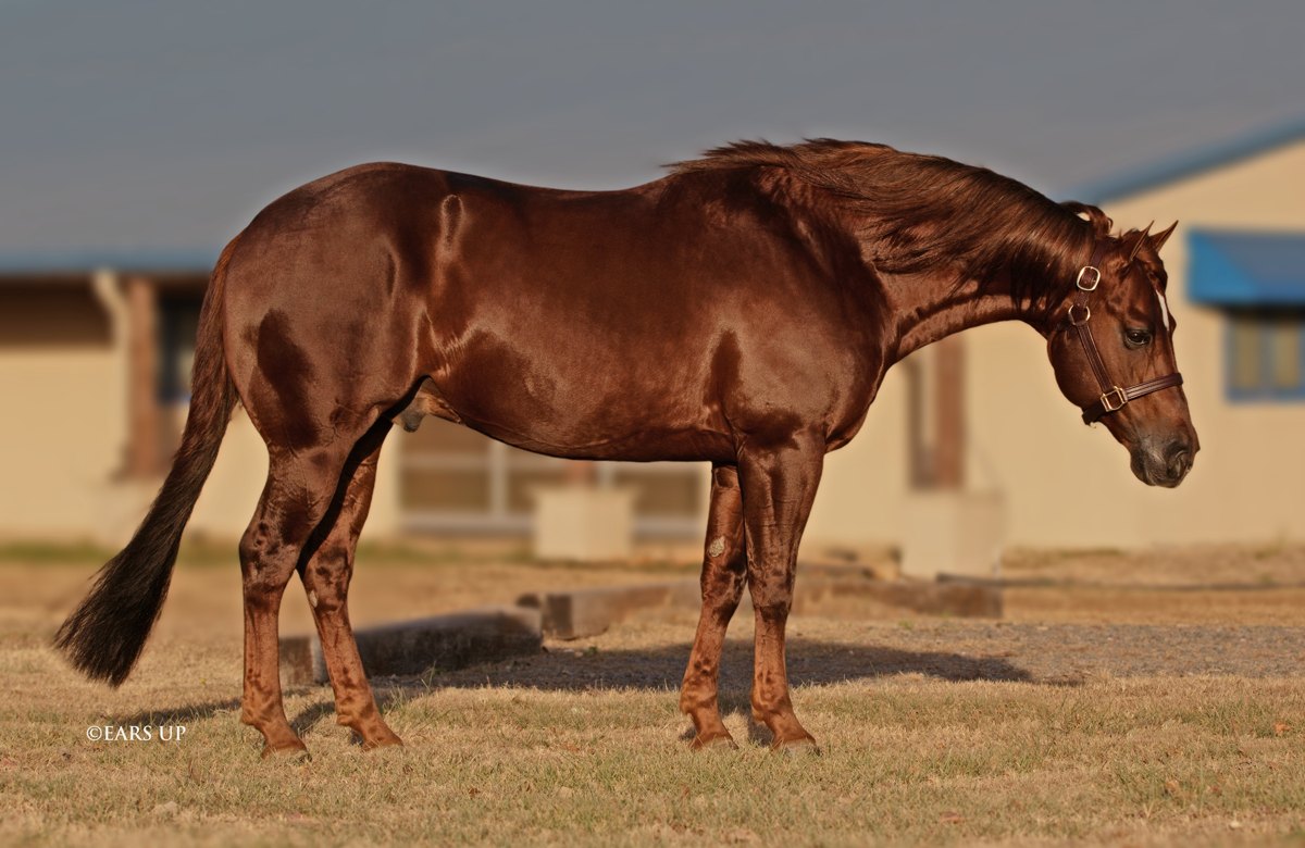 Chic Dreamin, sorrel reining stallion by Magnum Chic Dream out of a Skeets Peppy mare
