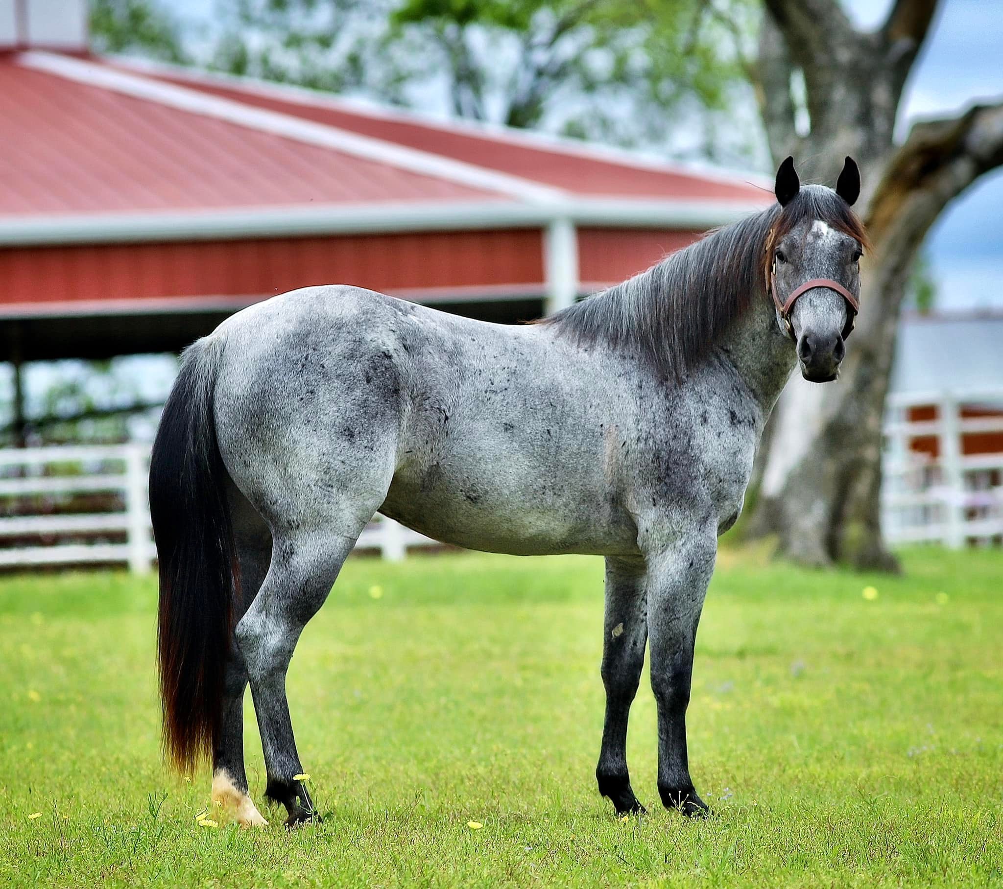 CopyCatBoon, blue roan reining stallion by Hashtags out of a Smooth As A Cat mare