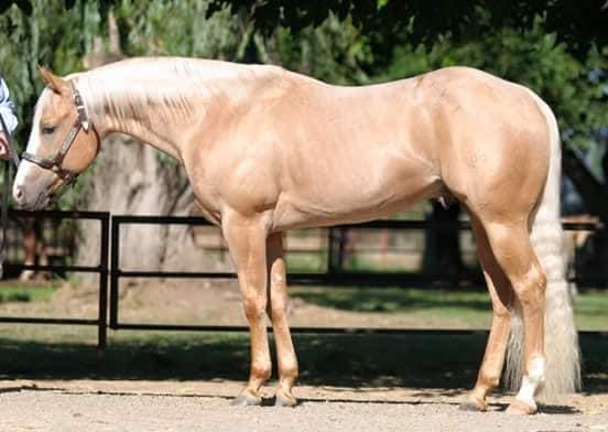 Cowboyography, palomino roan reining stallion by Yellow Roan Of Texas out of a Doc O'Lena mare