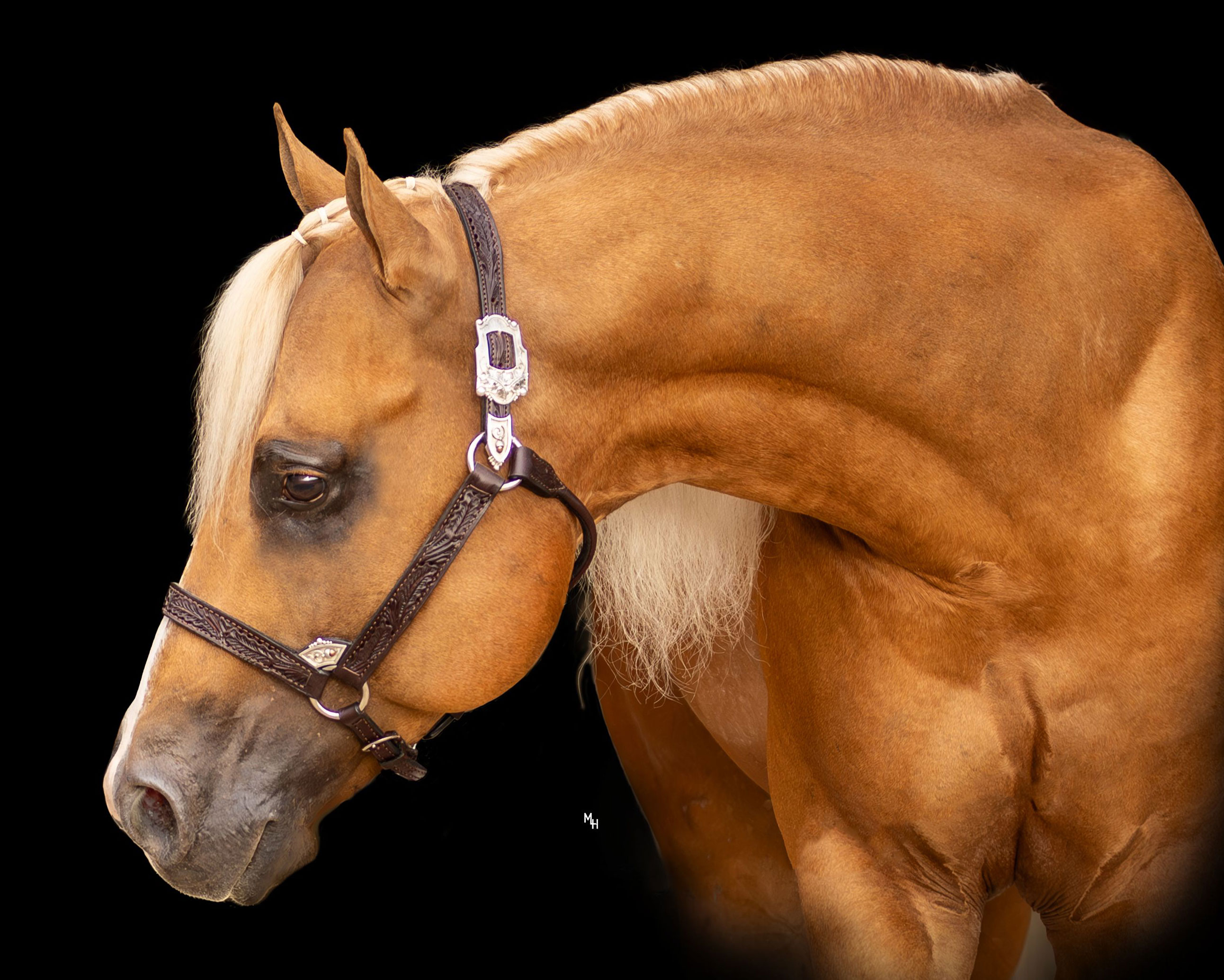 CUSTOMIZE MY DREAM, palomino reining stallion by Magnum Chic Dream out of a Colonels Smoking Gun mare