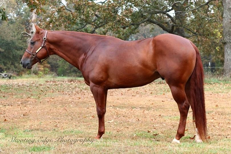 Customs Pistol Pete, sorrel reining stallion by Custom Pistol
