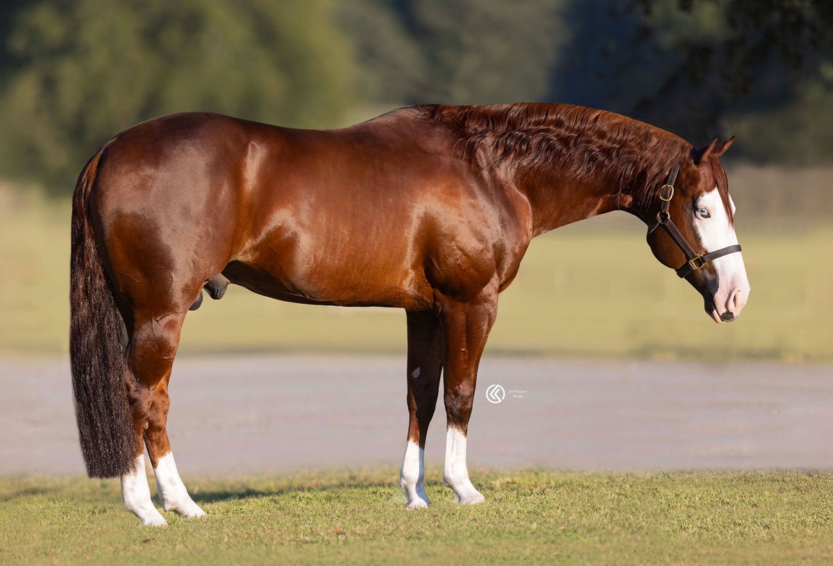 DOWN RIGHT AMAZING, sorrel reining stallion by Colonels Smoking Gun out of a Walla Walla Whiz mare — gallery photo 1