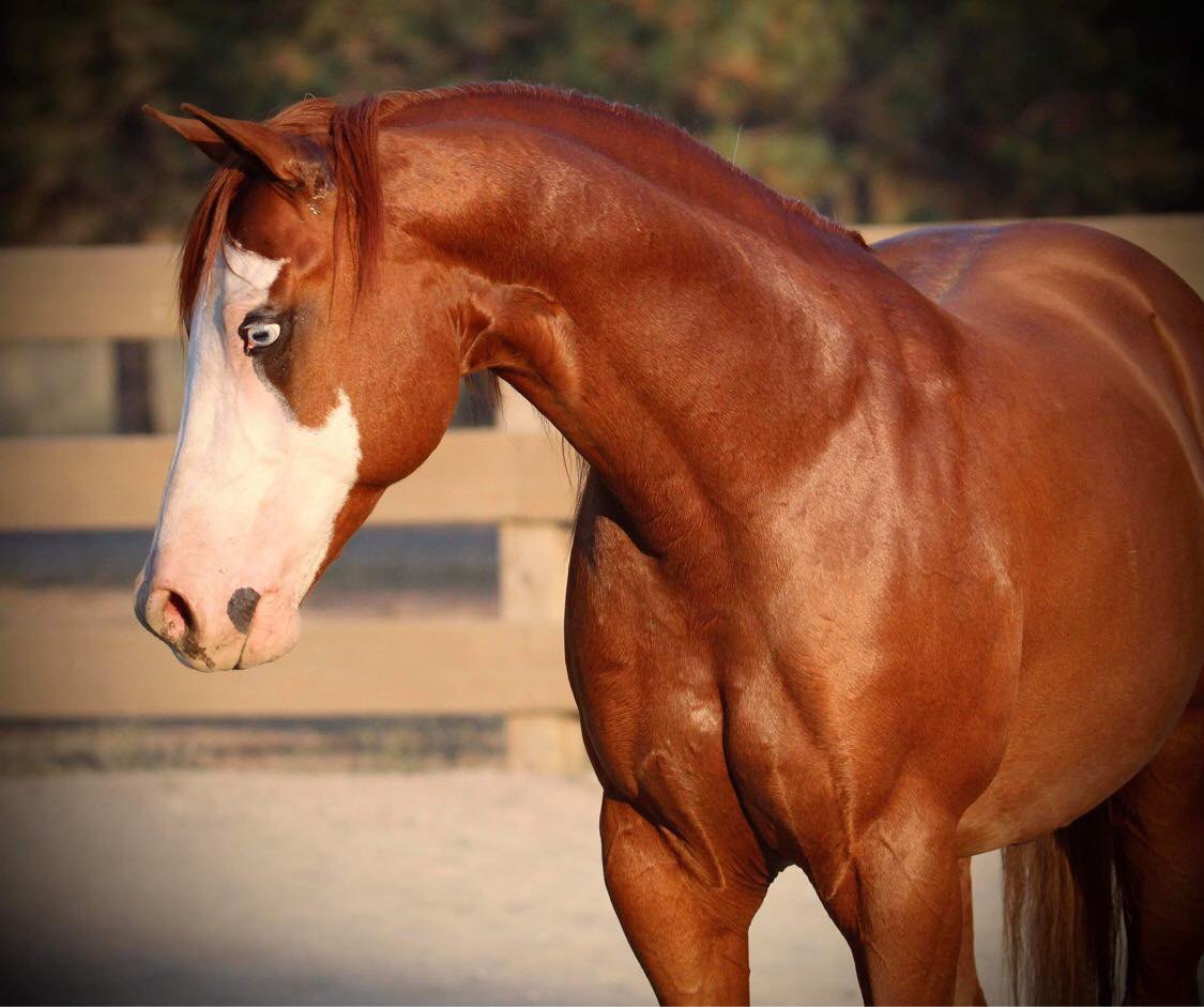 DP Gunnaoutshinya, sorrel reining stallion by Gunnatrashya out of a Wimpys Little Step mare