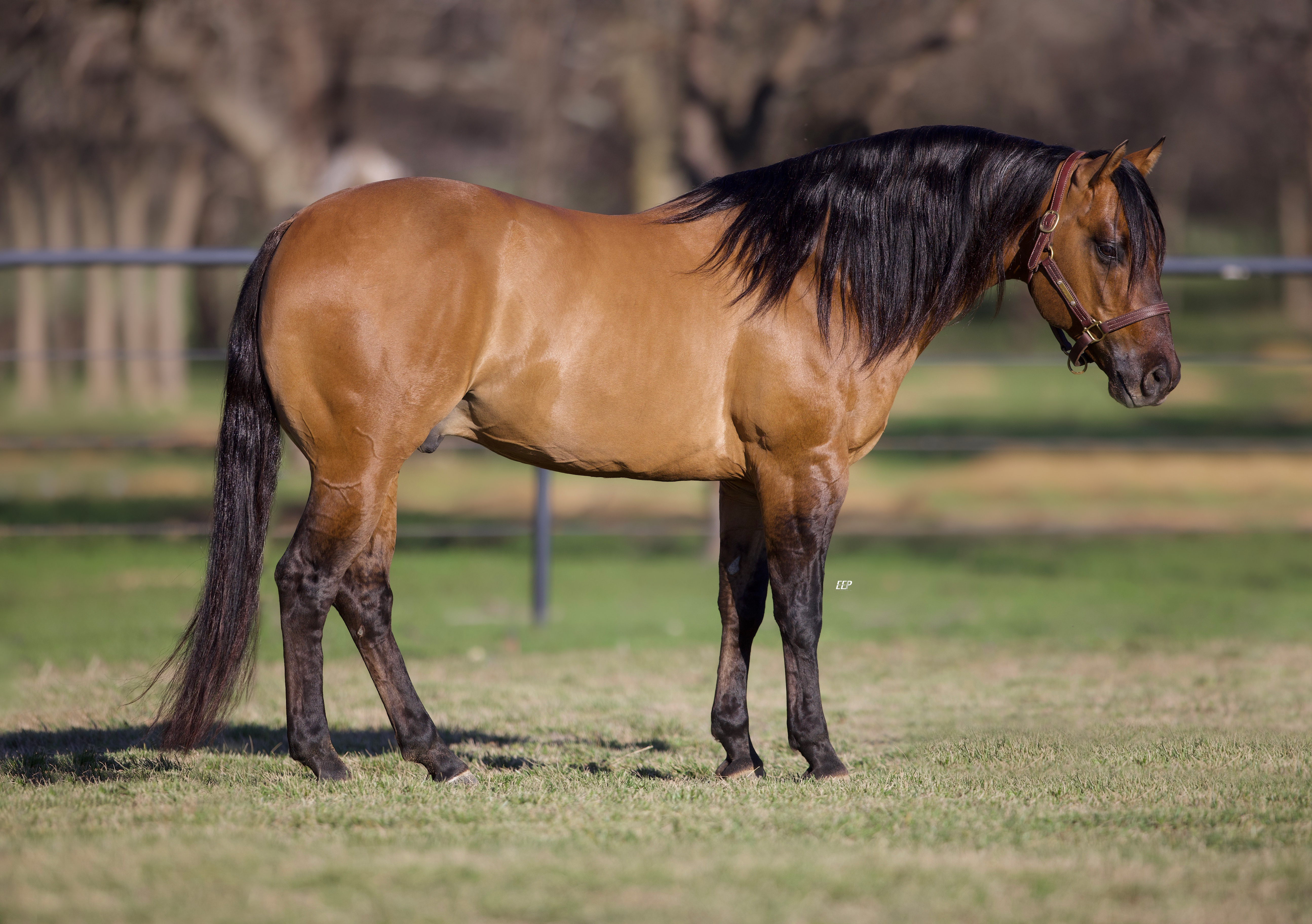 Dual Equis, bay dun reining stallion by Chex N Dun It out of a Dual Playin mare