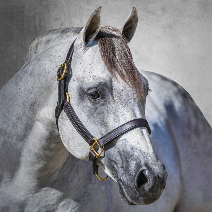 Dun It For Whizkey, gray reining stallion by Topsail Whiz out of a Hollywood Dun It mare