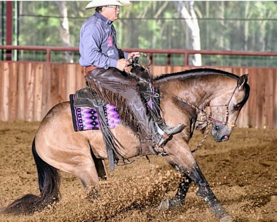 Dynamite Dunn it, buckskin reining stallion by Hollyshinin