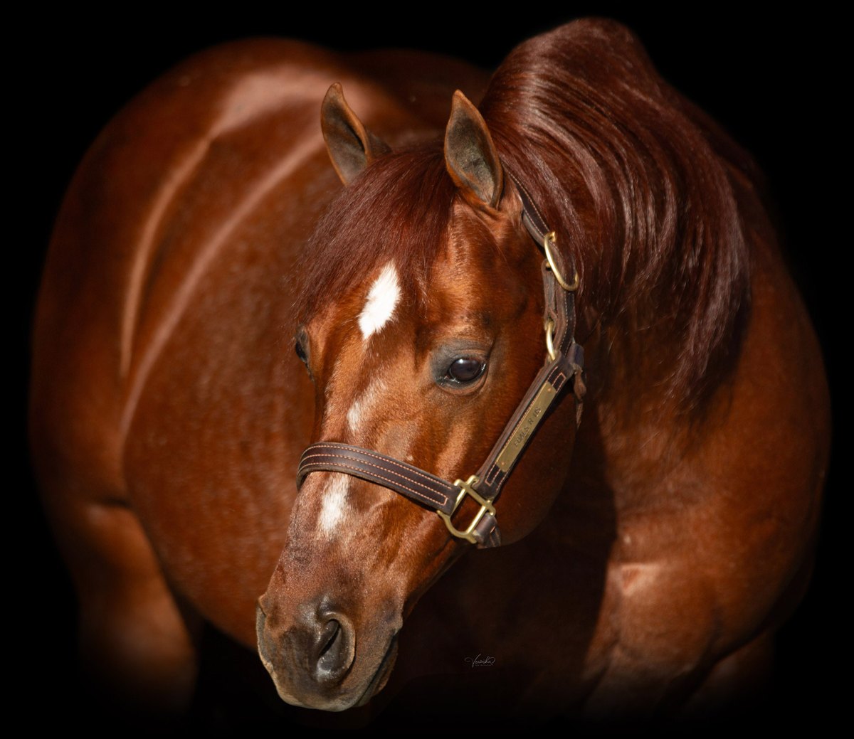 Electric Code, sorrel reining stallion by Jacs Electric Spark