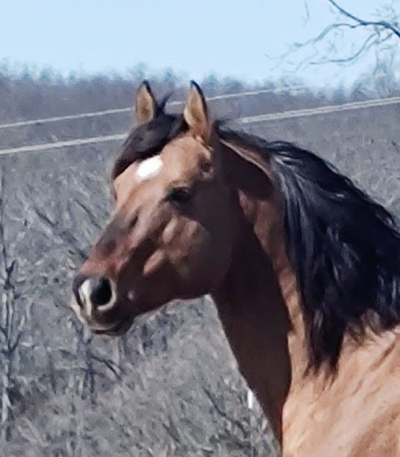 Electric Guitar, dun reining stallion by Jacs Electric Spark