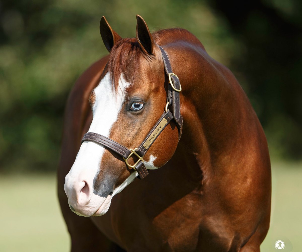Electric Snow, sorrel reining stallion by Jacs Electric Spark out of a Colonels Smoking Gun mare