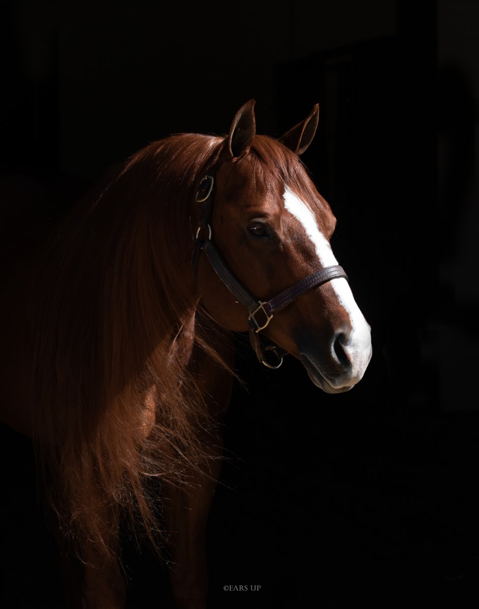 Electric Wind, sorrel reining stallion by Jacs Electric Spark out of a Smart Chic Olena mare