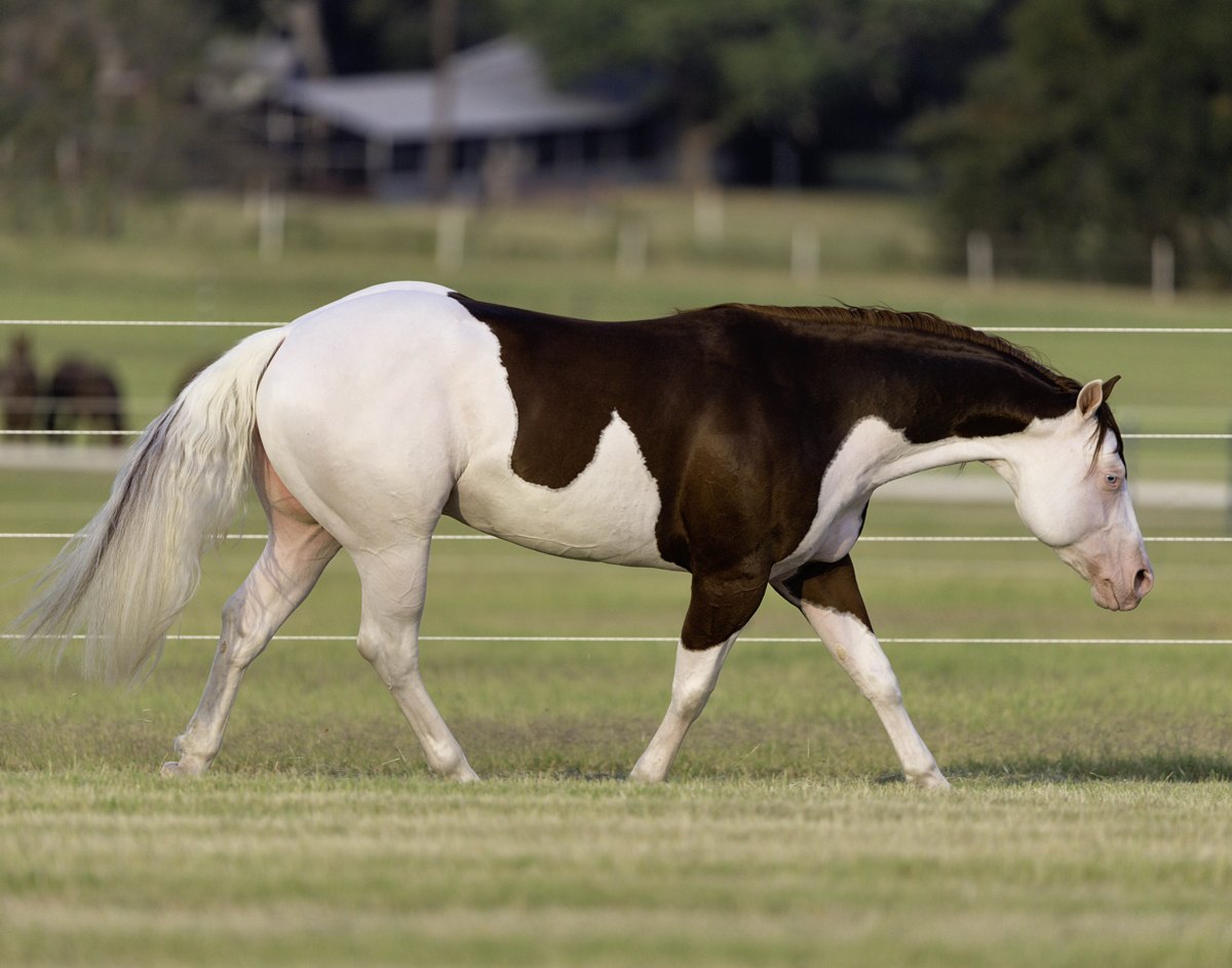Epic Titan, sorrel reining stallion by Colonels Smoking Gun