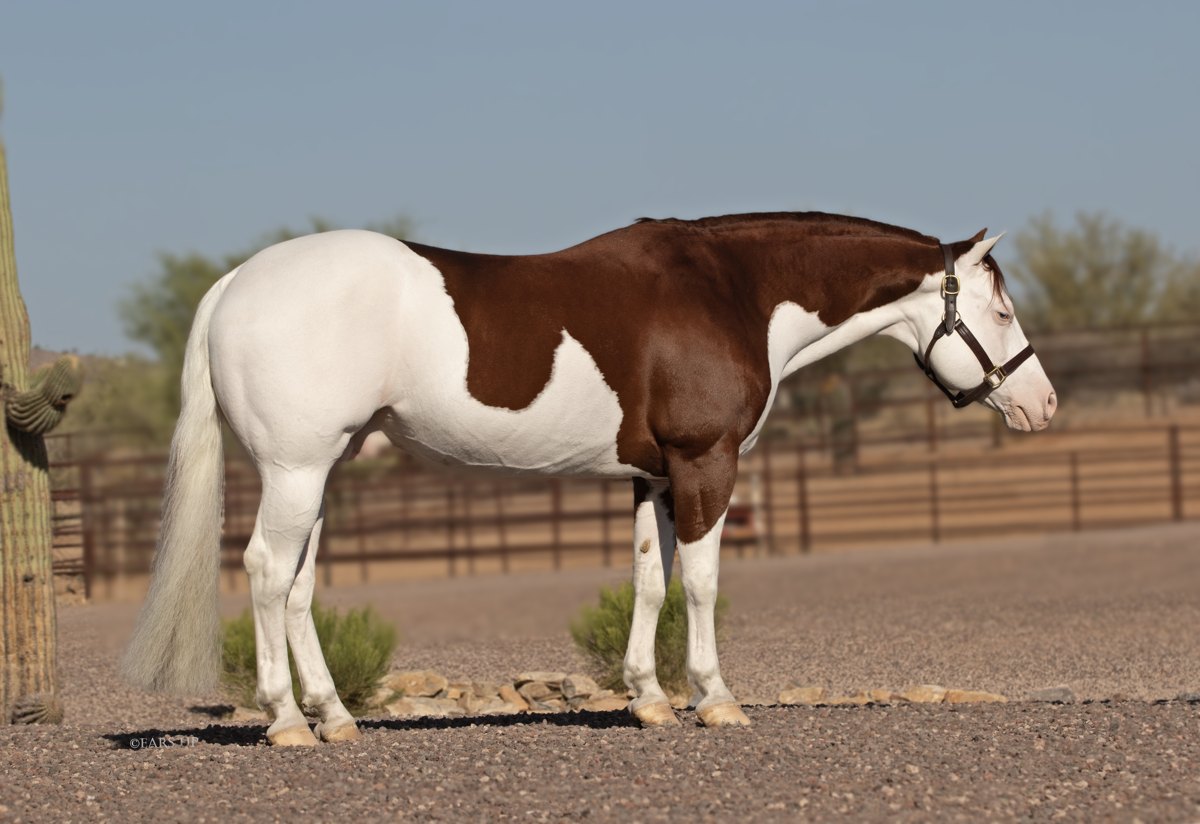 Epic Titan, sorrel reining stallion by Colonels Smoking Gun — gallery photo 1