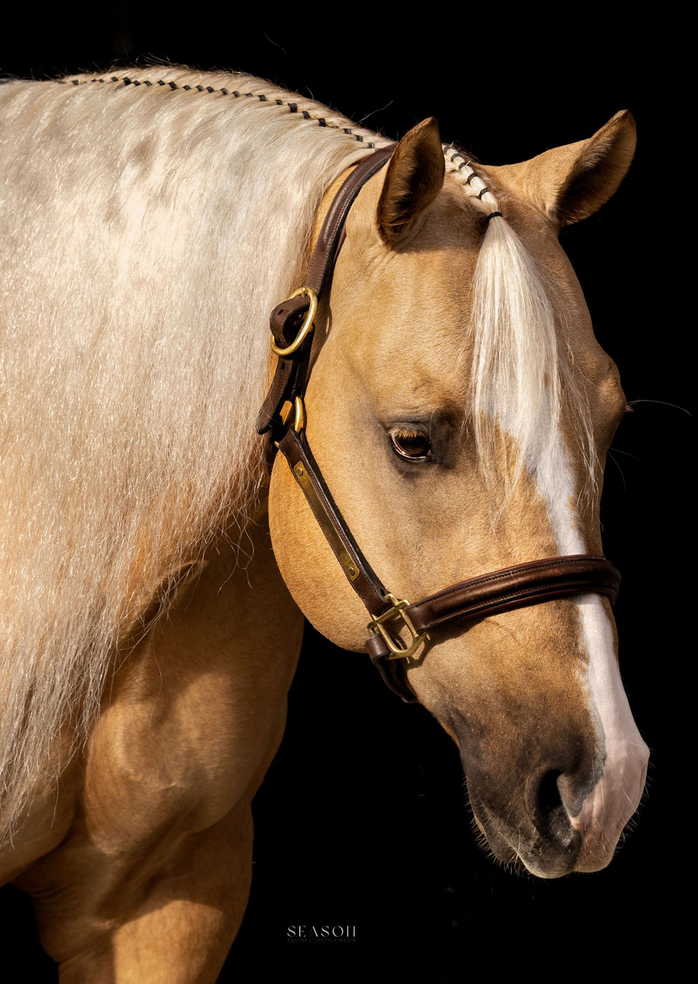 FLEXING GUNS N TOWN, palomino reining stallion by Hollywoodstinseltown out of a Colonels Smoking Gun mare