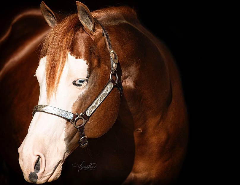 FM Cottonwood, sorrel reining stallion by Colonels Smoking Gun out of a Smart Chic Olena mare