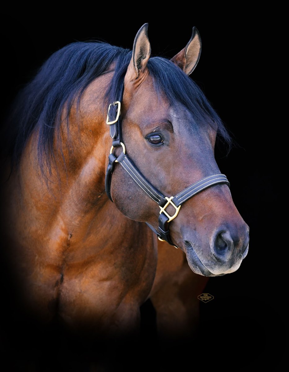 Footwork Revolution, dun reining stallion by Einsteins Revolution out of a Hollywood Dun It mare
