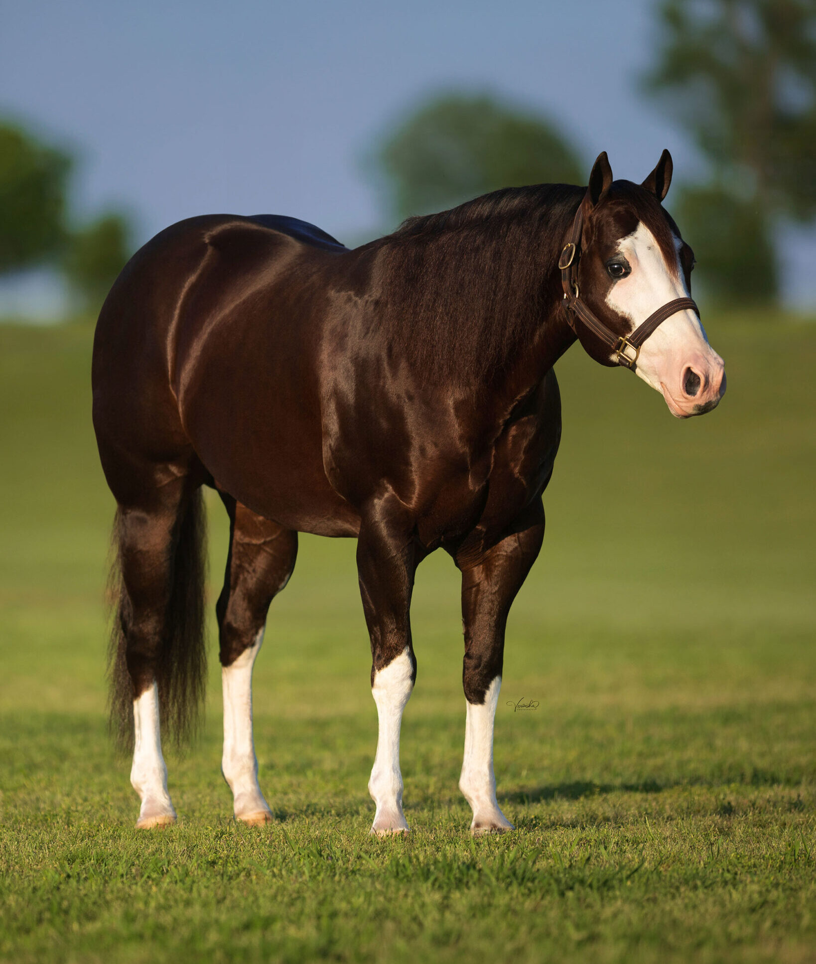 Gangsta Sixtysix, chestnut reining stallion by Inferno Sixty Six out of a Little Rush mare