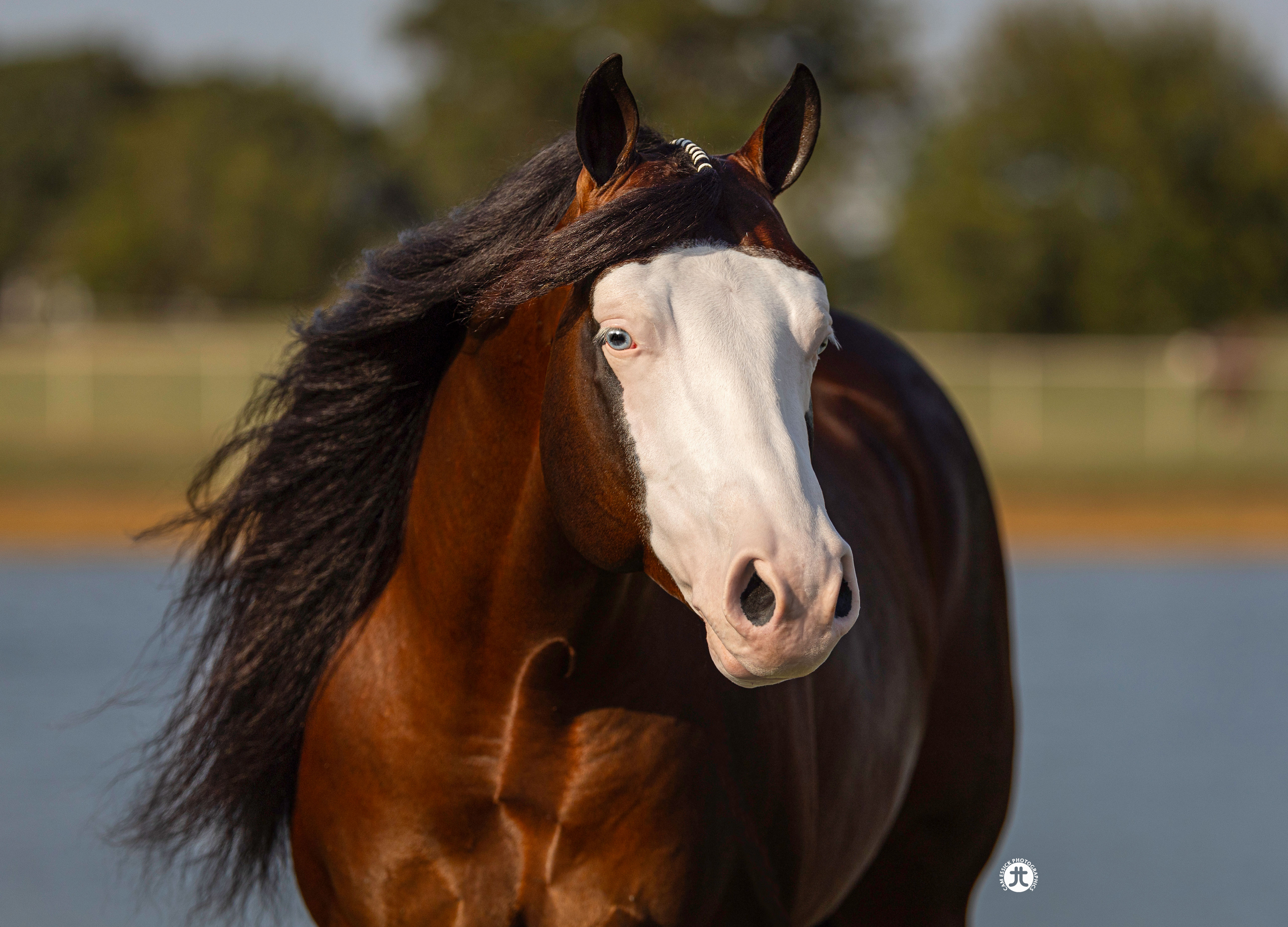 Golden Coins, bay reining stallion by Spooks Gotta Gun out of a Jacs Electric Spark mare