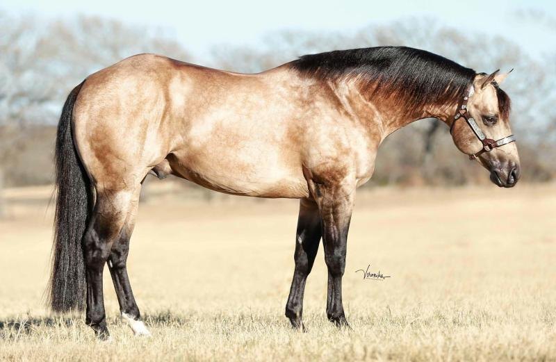 Got Guns A Blazin, sorrel reining stallion by Colonels Smoking Gun out of a Shining Spark mare
