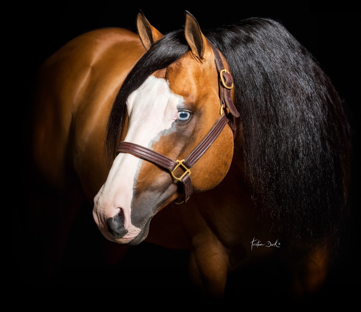 Gotta Nifty Gun, dun reining stallion by Dun It Gotta Gun out of a Custom Crome mare