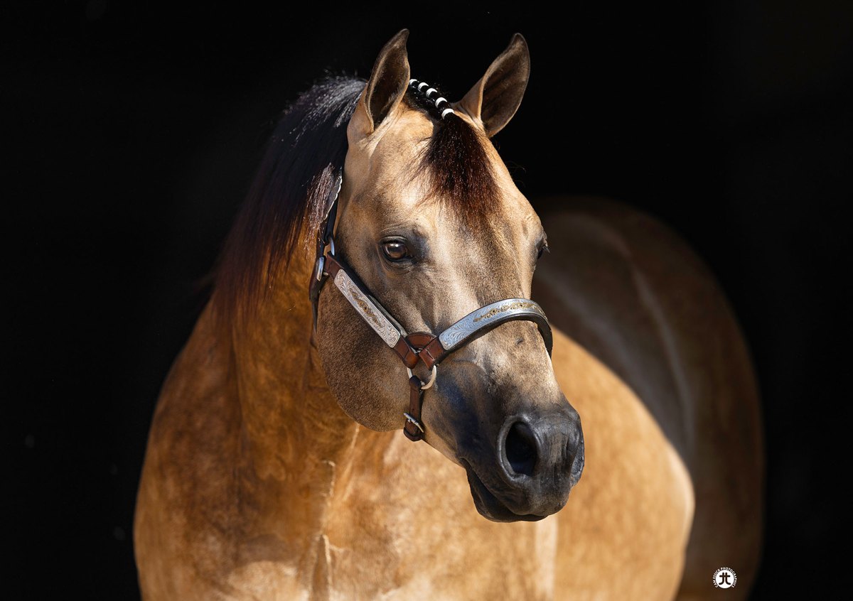 Gotta Twist It Up, buckskin reining stallion by Spooks Gotta Whiz out of a Dun It With A Twist mare