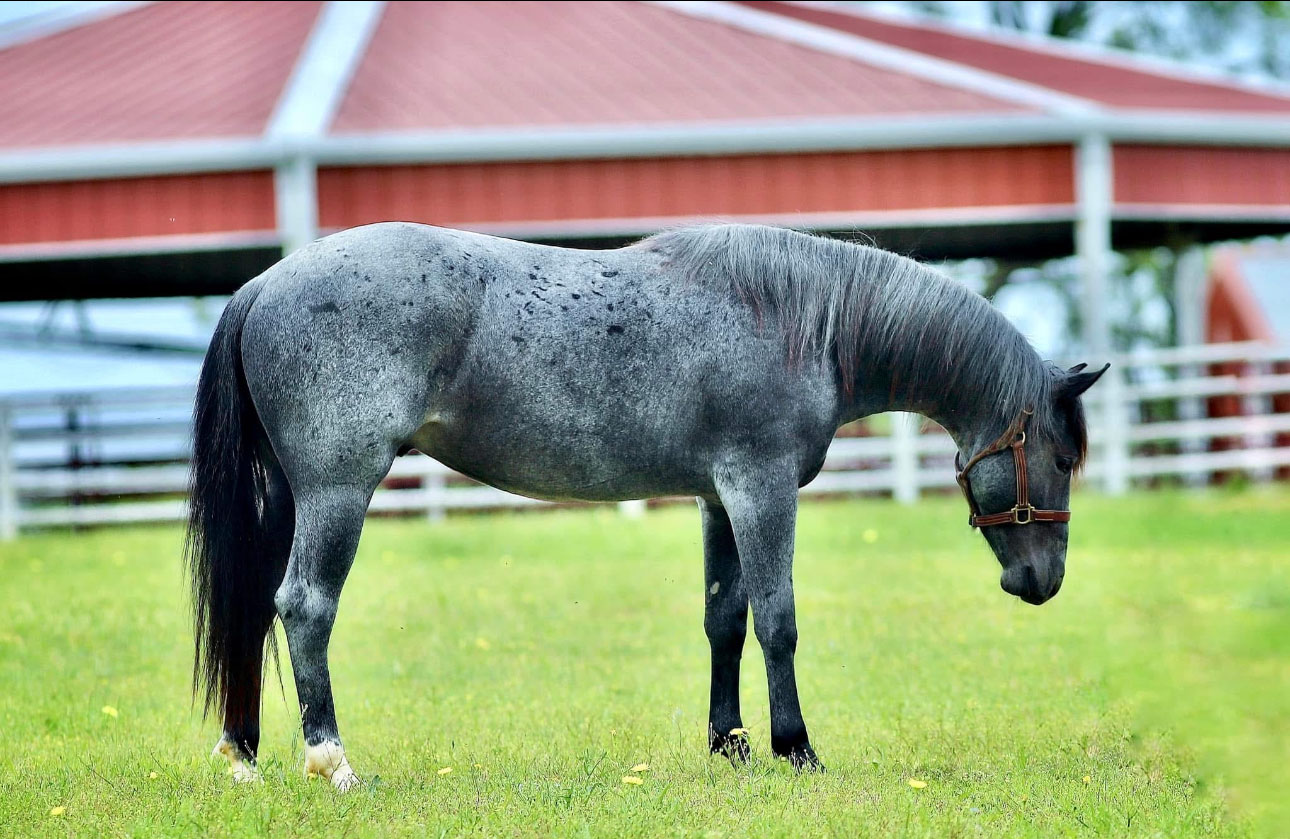 Great Catsby, blue roan reining stallion by Blind Sided out of a Smooth As A Cat mare