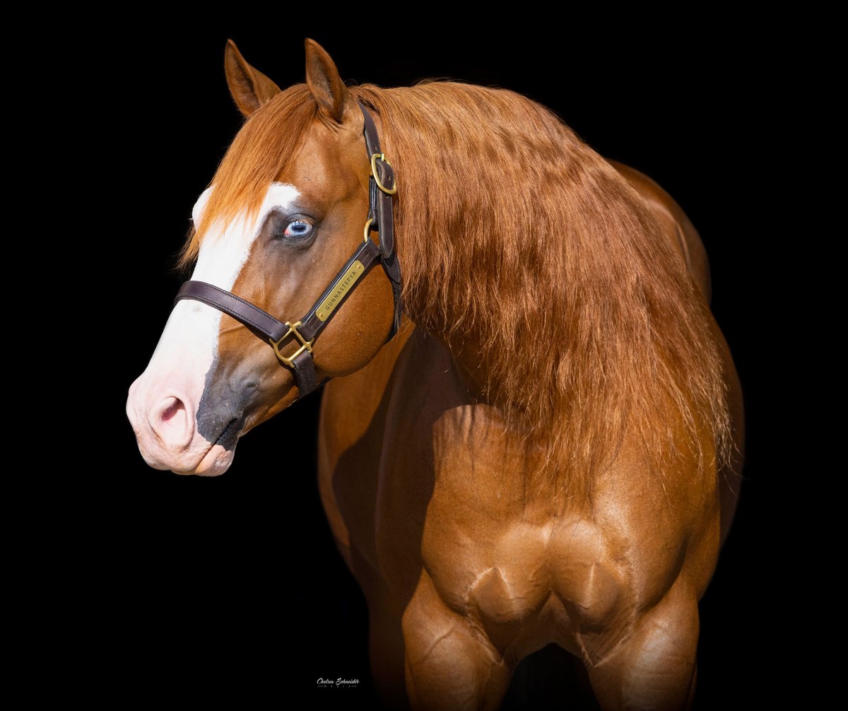 Gunnastepya, sorrel reining stallion by Gunnatrashya out of a Wimpys Little Step mare