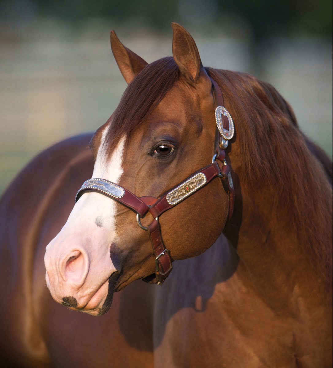 Gunnatrashya, sorrel reining stallion by Colonels Smoking Gun out of a Trashadeous mare