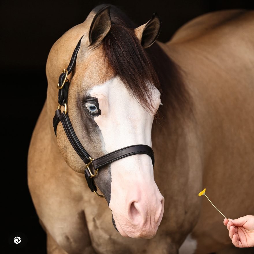 Gunner Dun It Again, buckskin reining stallion by Colonels Smoking Gun out of a Hollywood Dun It mare