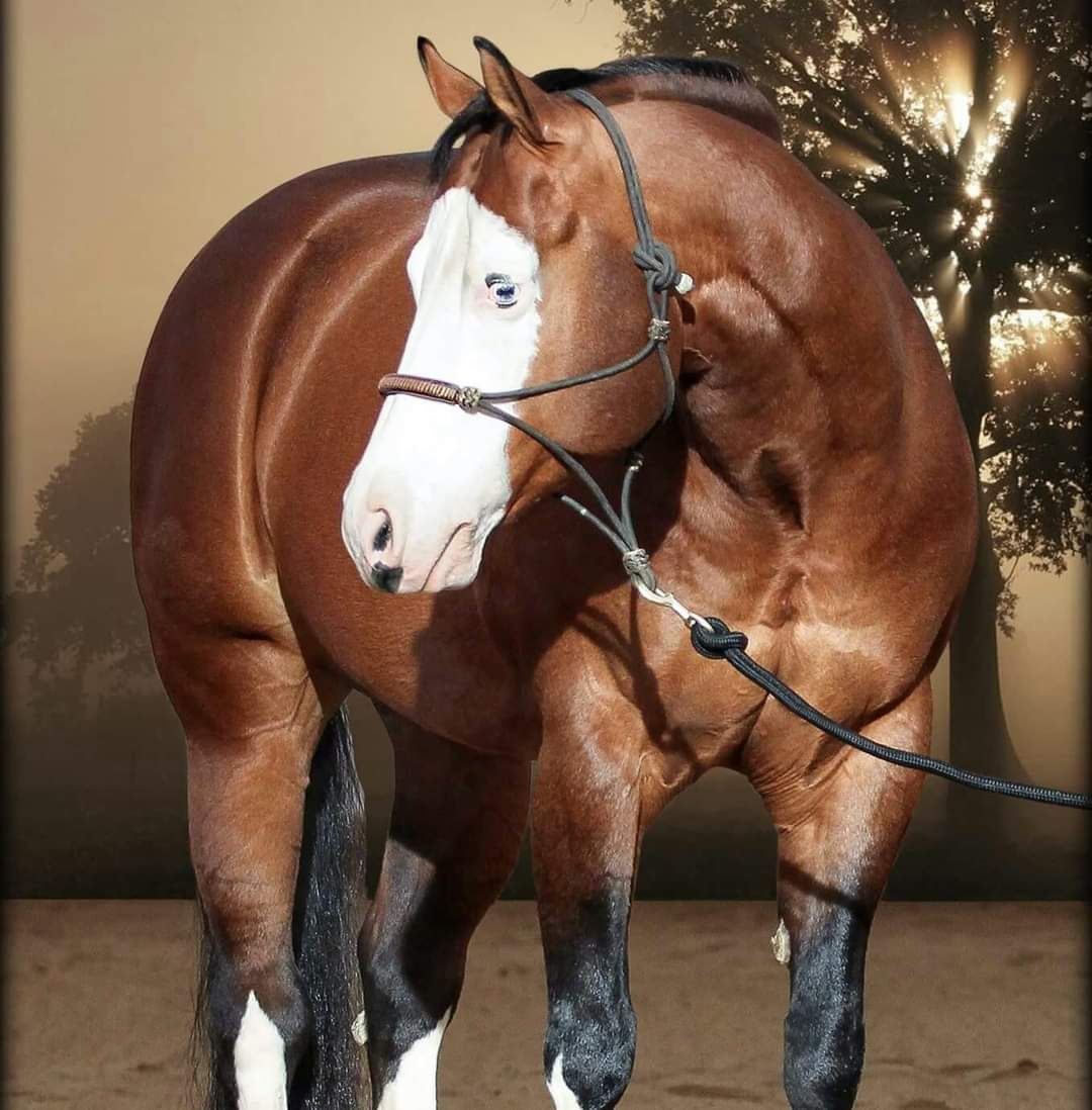 Gunners Remedy, reining stallion by Colonels Smoking Gun