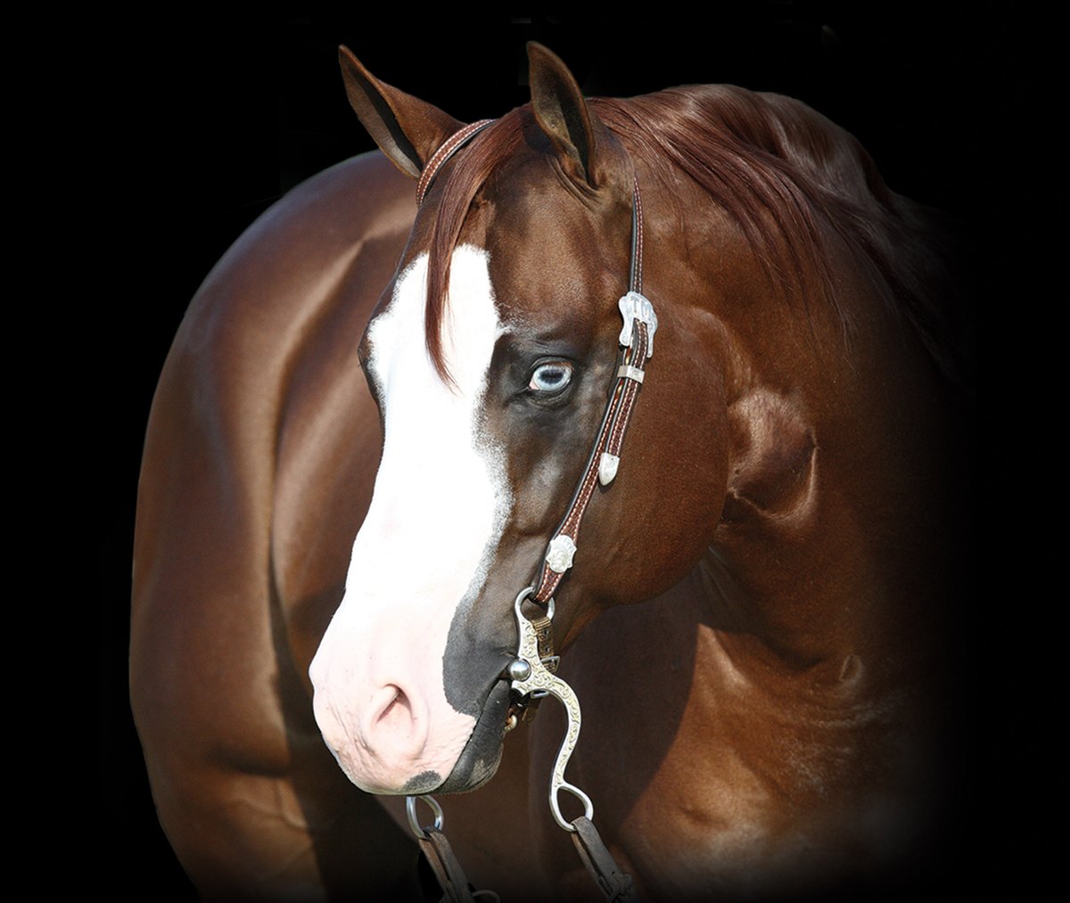 Gunners Special Nite, sorrel reining stallion by Colonels Smoking Gun out of a Mifillena mare