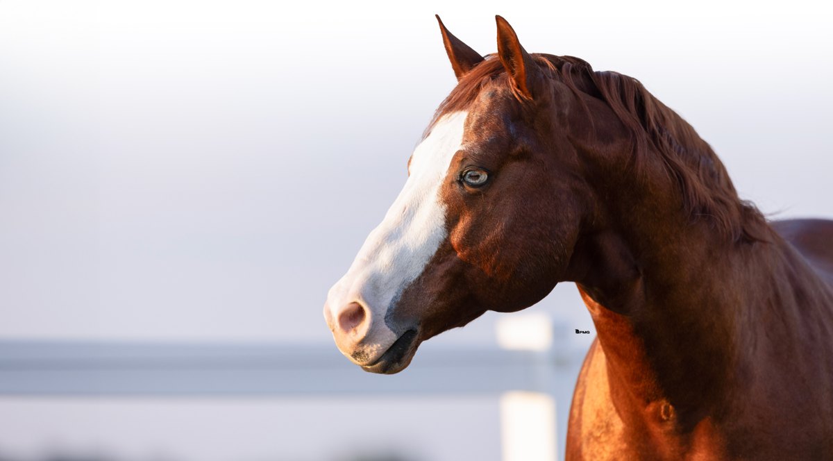 Gunners Special Nite, sorrel reining stallion by Colonels Smoking Gun out of a Mifillena mare — gallery photo 1