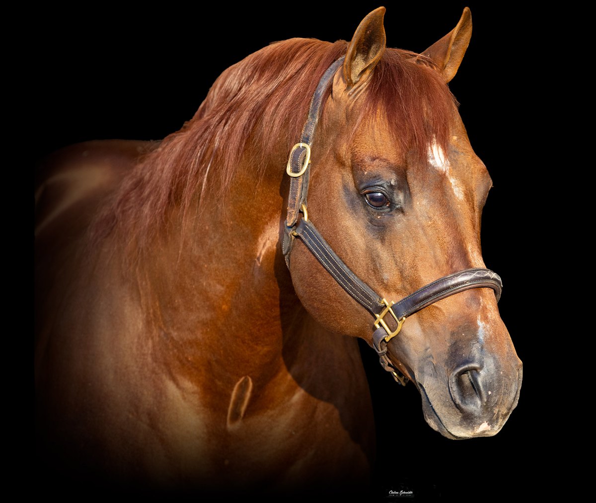 Gunners Tinseltown, sorrel reining stallion by Colonels Smoking Gun