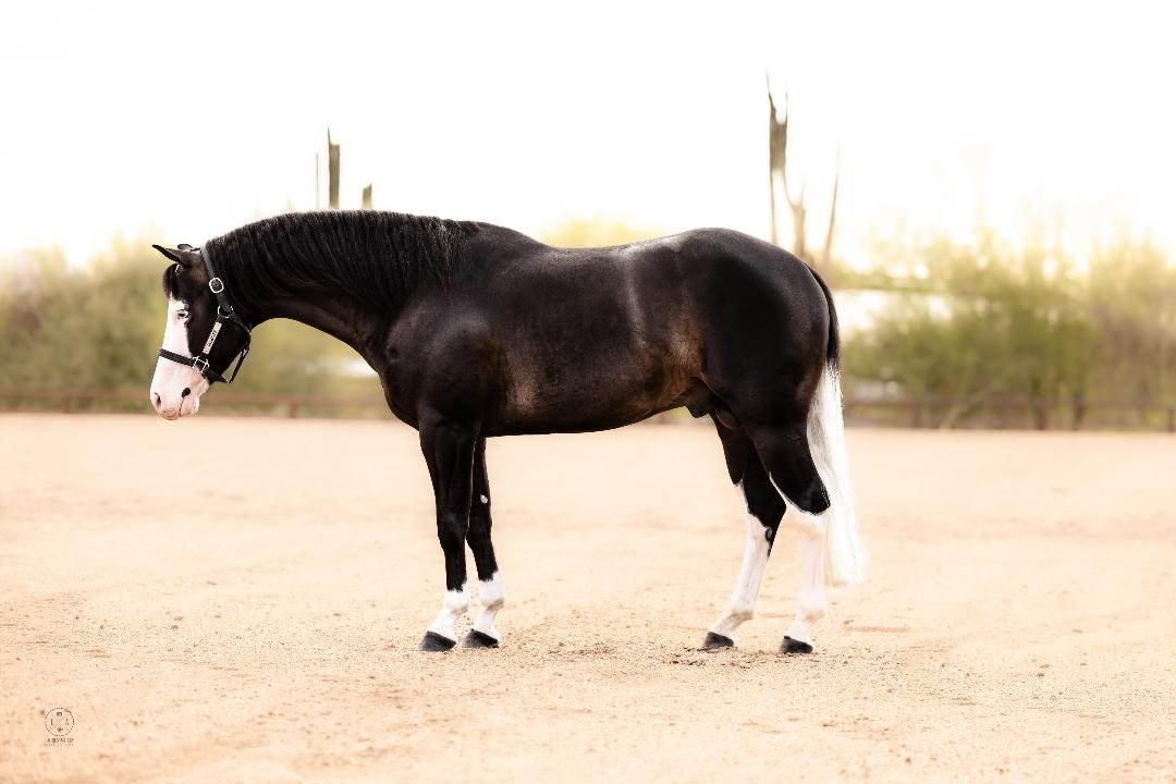 Guns and Dynamite, sorrel reining stallion by Gunners Special Nite