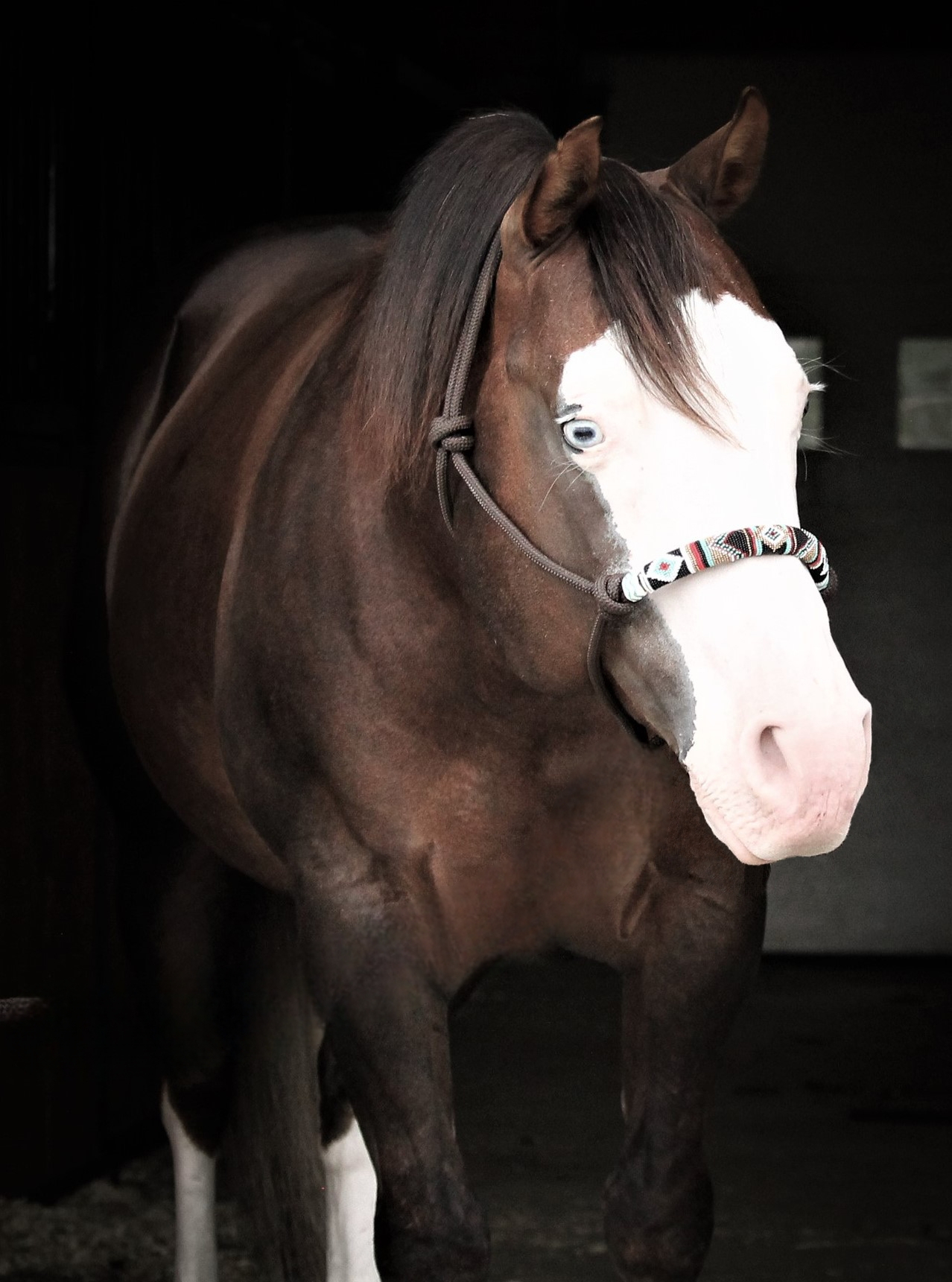Hesa Hot Gunner, liver chestnut reining stallion by Colonels Smoking Gun out of a Be Aech Enterprise mare