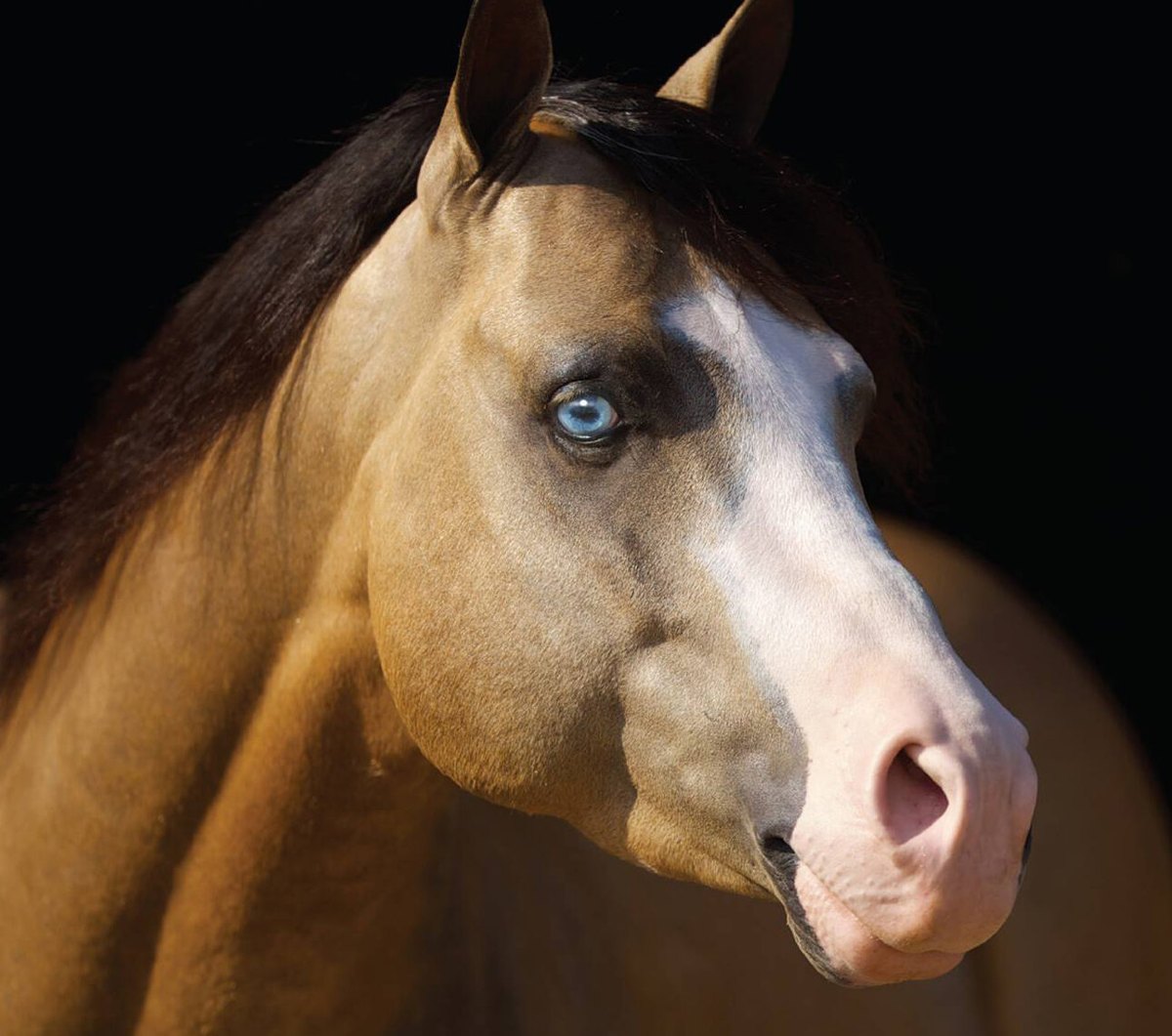 HF Mobster, buckskin reining stallion by Colonels Smoking Gun out of a Hollywood Dun It mare