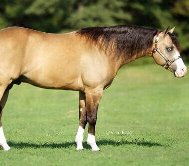 HF Mobster, buckskin reining stallion by Colonels Smoking Gun out of a Hollywood Dun It mare — gallery photo 1