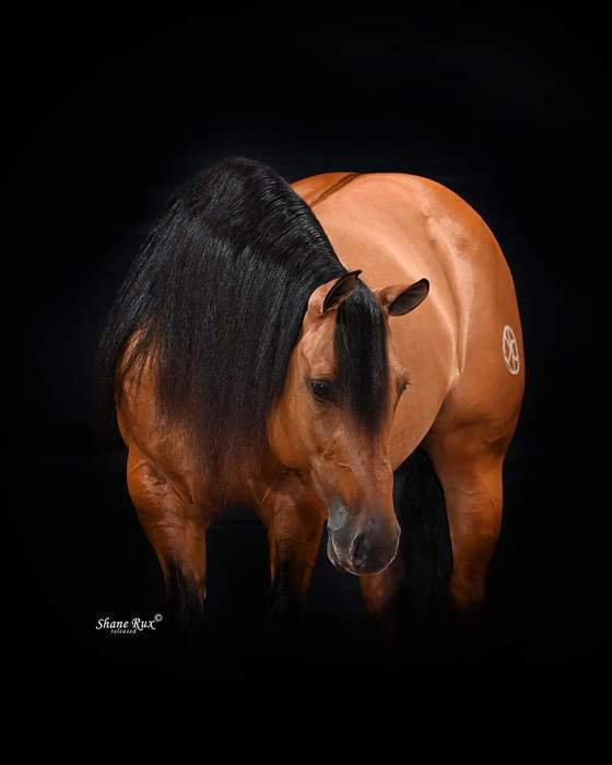 Hollywoods Money, palomino reining stallion by Hollywood Dun It