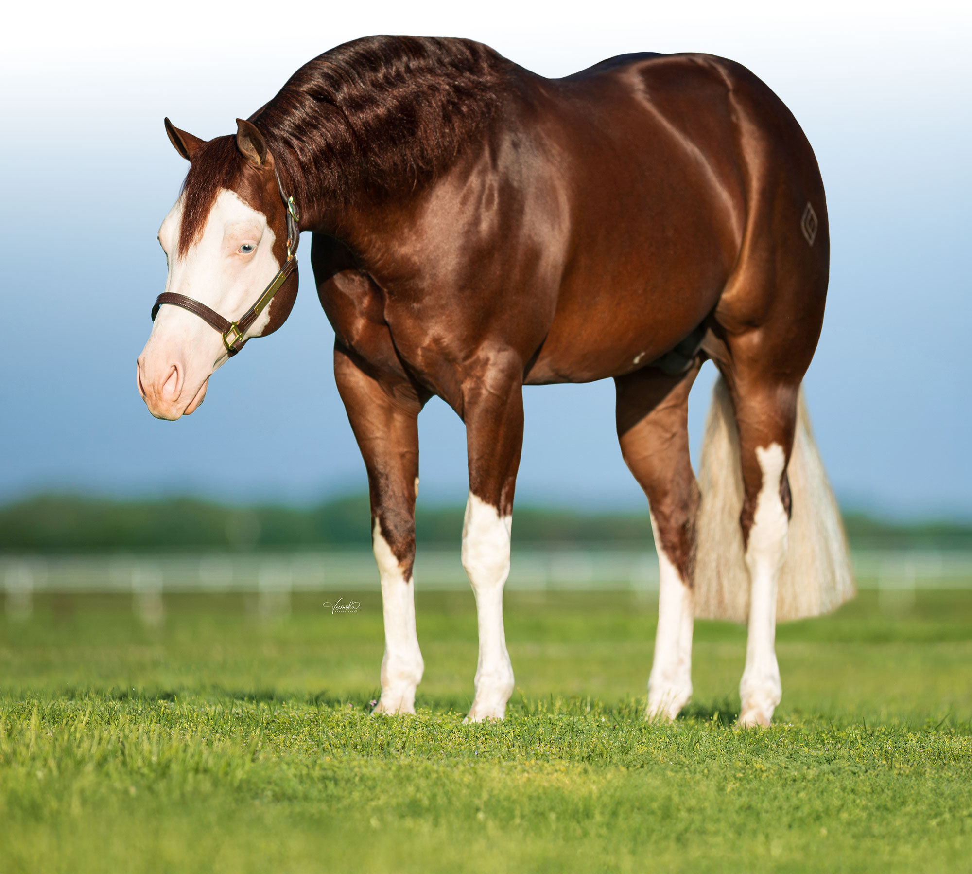 HS Marshal, sorrel reining stallion by Colonels Shining Gun