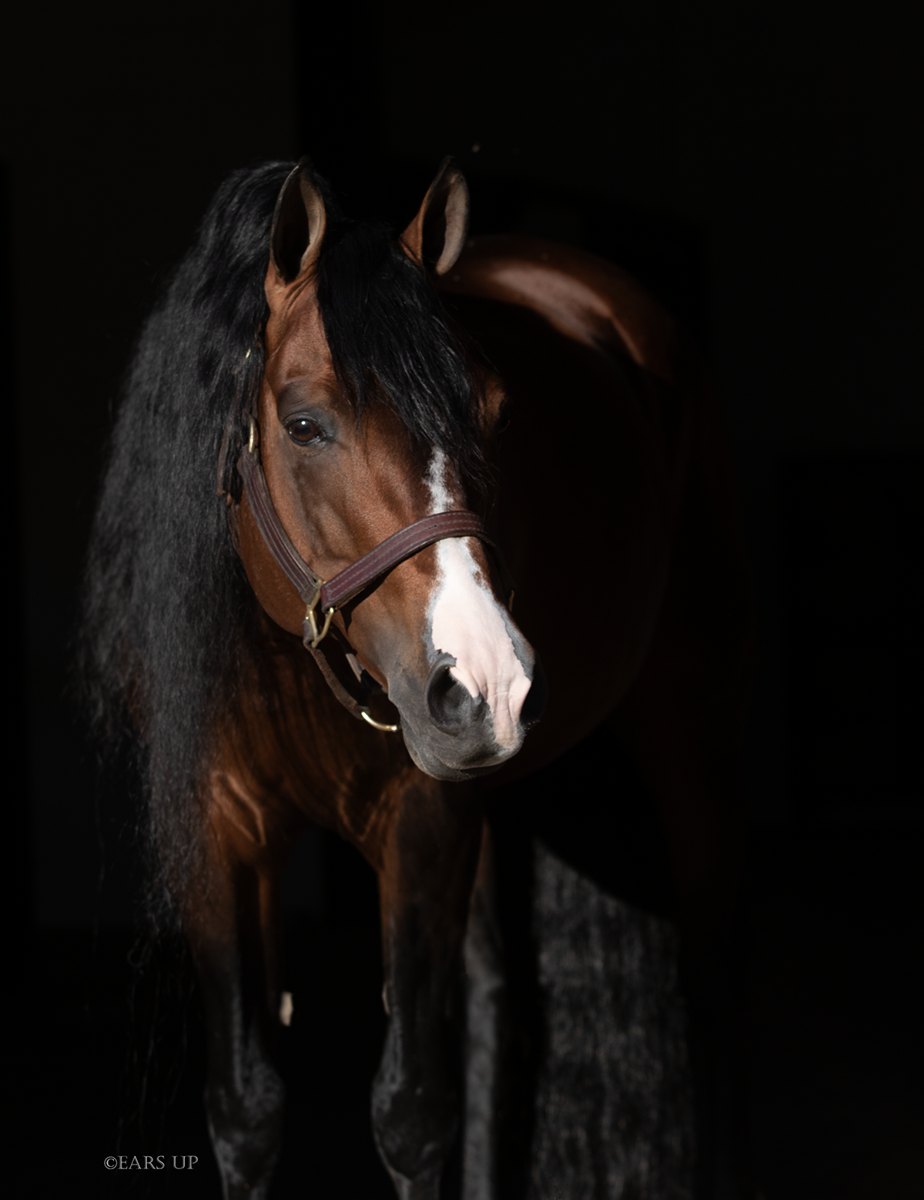 Ifwhizswereguns, bay reining stallion by Spooks Gotta Gun