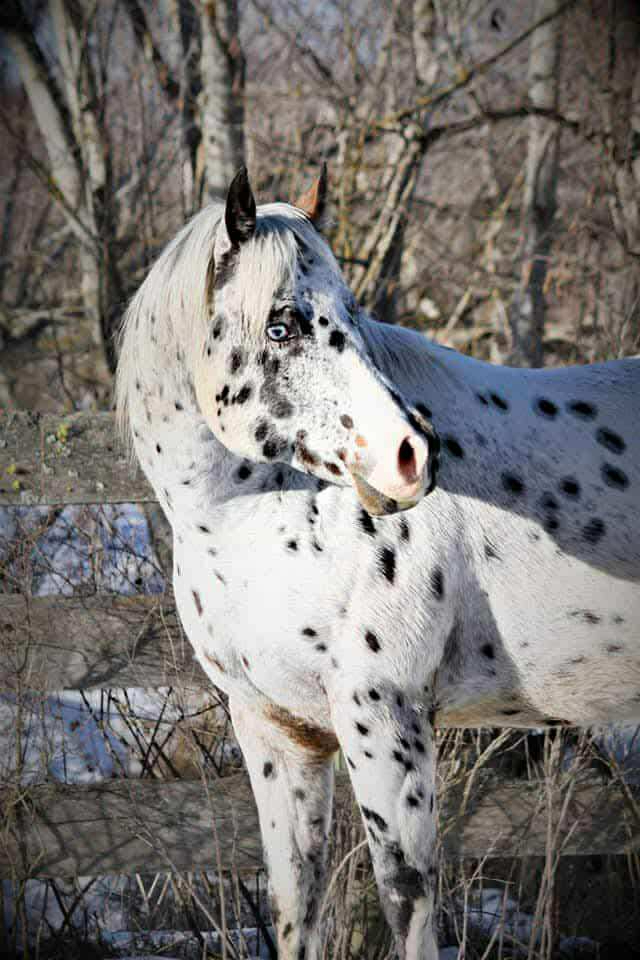 Impresiv Blu Peepers, bay reining stallion