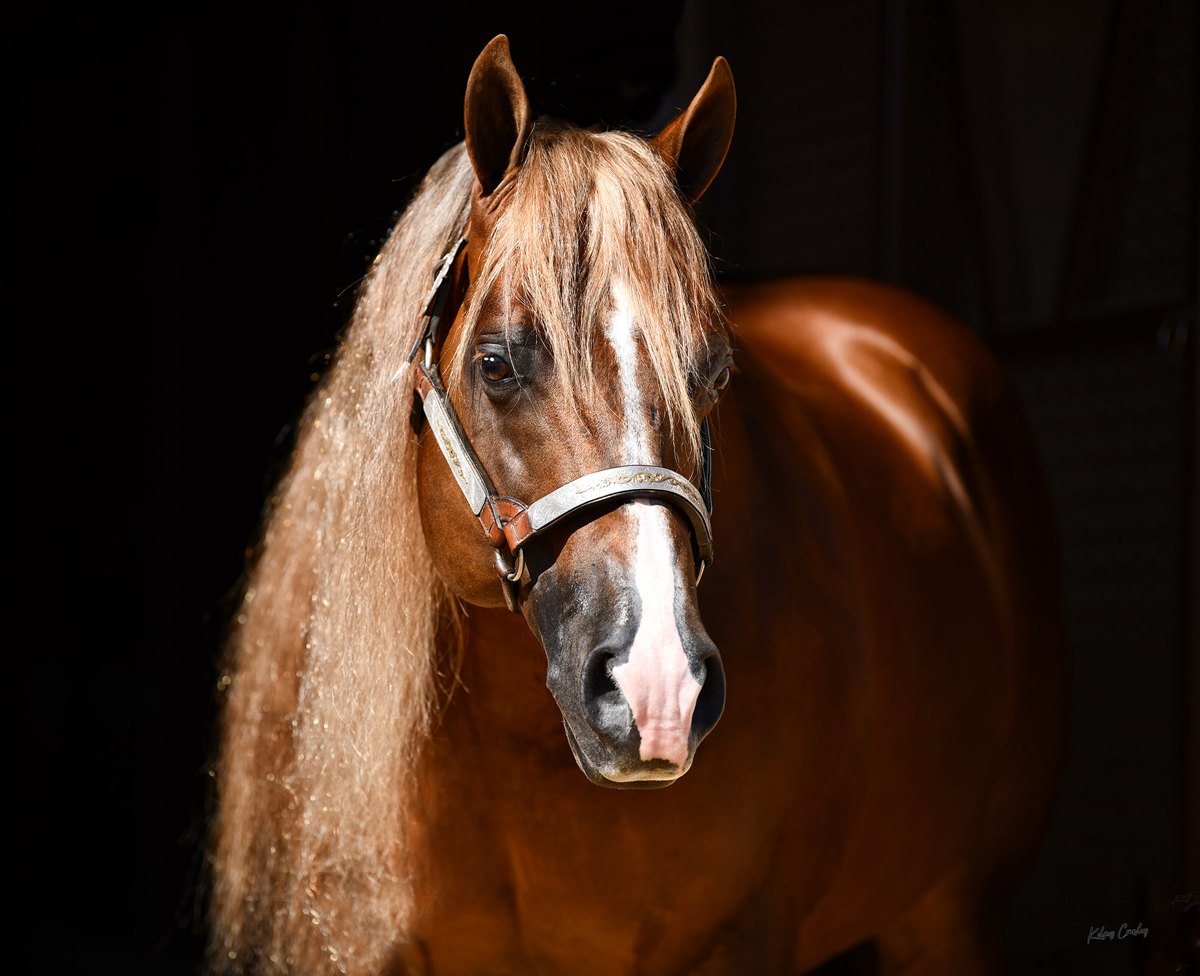 In Like Flinn, sorrel reining stallion by Topsail Whiz out of a Chocolate Chic Olena mare