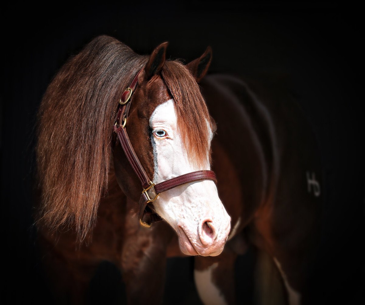 Inferno Sixty Six, sorrel reining stallion by Gunnatrashya out of a One Gun mare